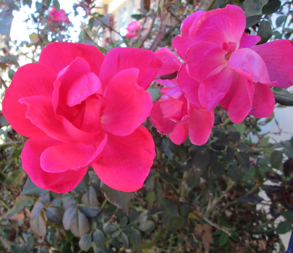 IMG_0186 (2)