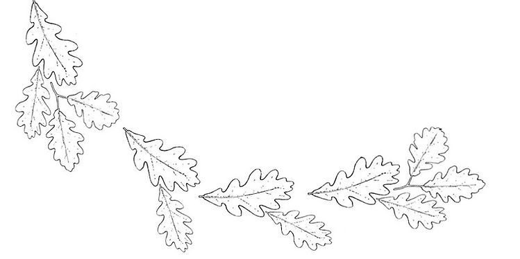 Leaves.png