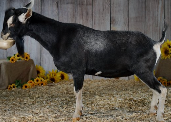 Screen Shot 2025-04-01 at 5.36.33 AM.png