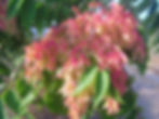 Ailanthus altissima - Tree of heaven