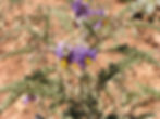 Solanum elaeagnifolium, silverleaf nightshade