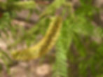 Prosopis juliflora - Mesquite, Mathenge, Vilayati kikar