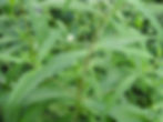 Eclipta prostrata, false daisy