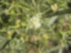Acacia salicina