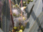Eucalyptus camaldulensis, river red gum
