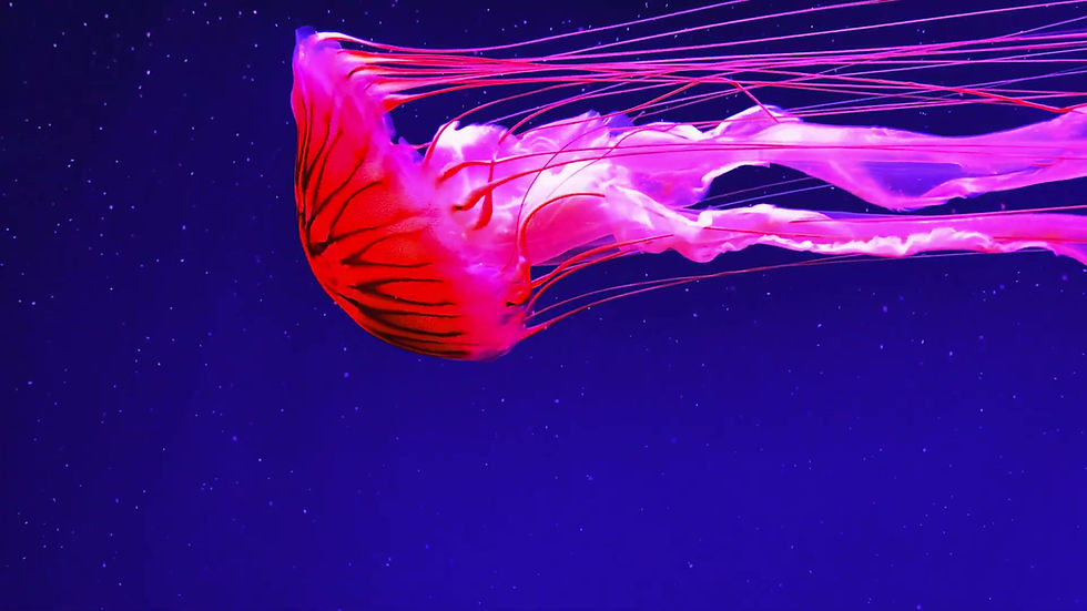 Jellyfish 2.mp4