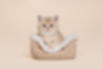 kittens5