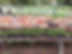Radis.jpeg