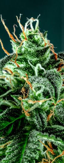 Smokane | Top-Rated Cannabis Dispensary in Spokane, WA Smokane | Top-Rated Cannabis Dispensary in Spokane, WA