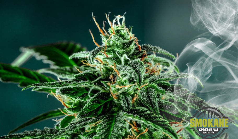 Bud Banner_edited.jpg