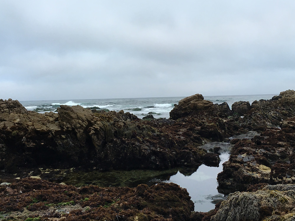 The intertidal at Asilomar State Beach