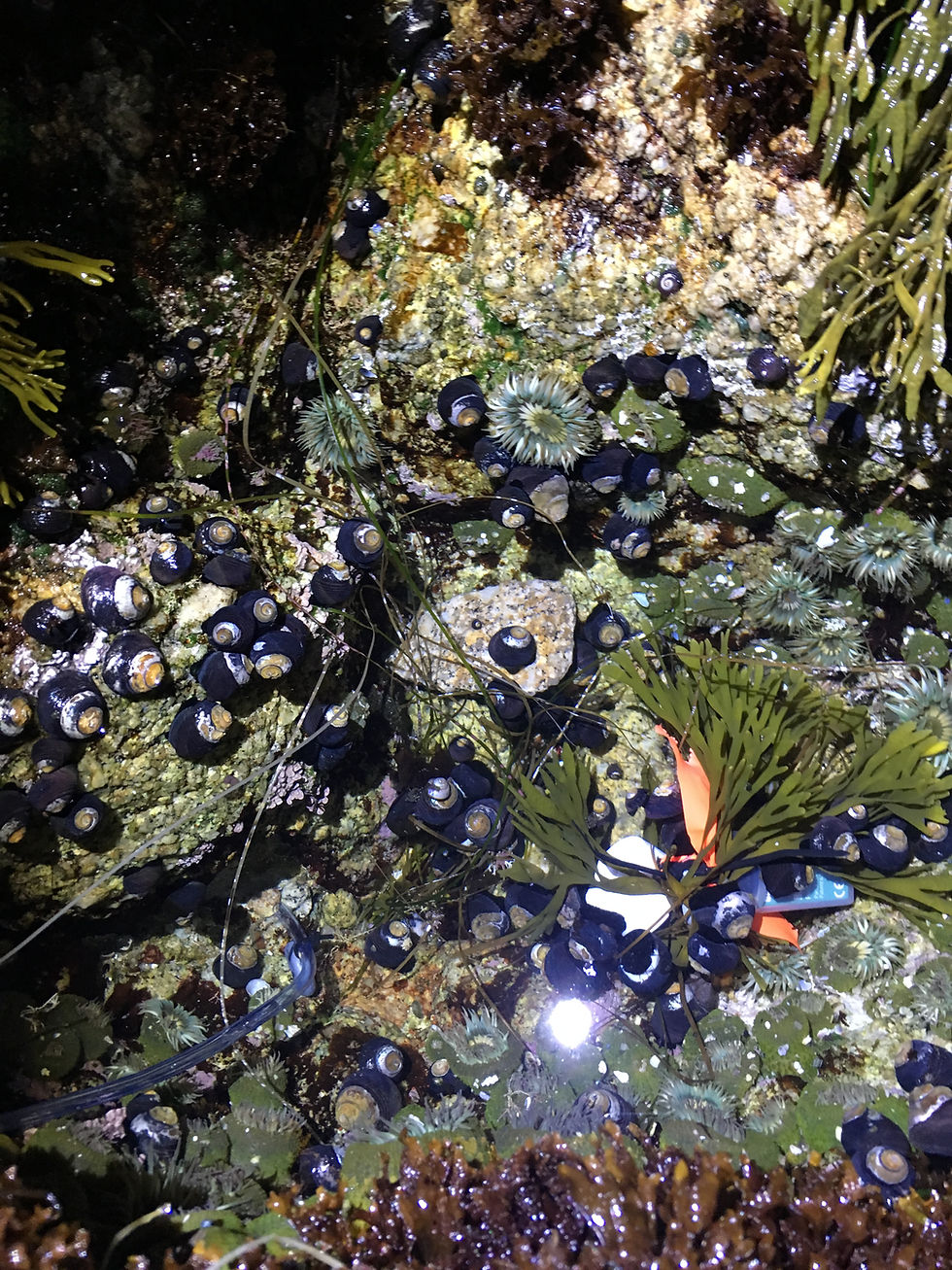 Tidepool at night FILLED with herbivorous snails (Chlorostoma) and sea anemones (Anthropluera)