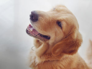 Dog bearing his teeth