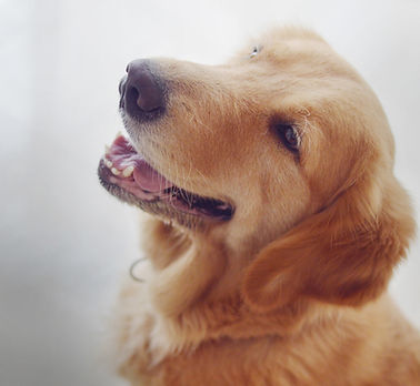 ゴールデンレトリバー