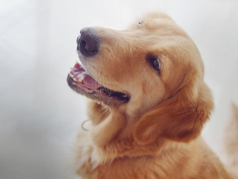 Golden retriever, representing the dogs waiting for a foster or forever home