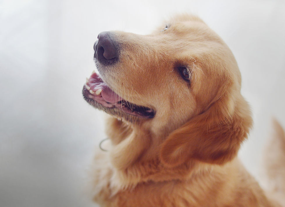 Golden Retriever Portrait