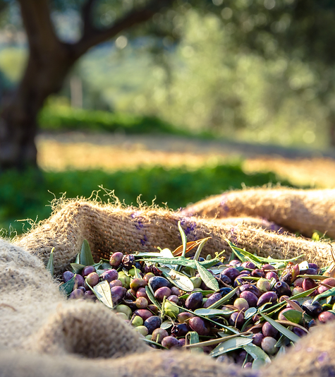olive-harvest-tunisia-olive-oil-farm-baktrading.jpg.png