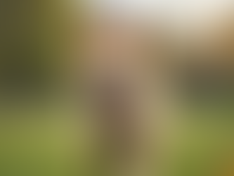 Choosing the Right Dog: A Guide for Adopters