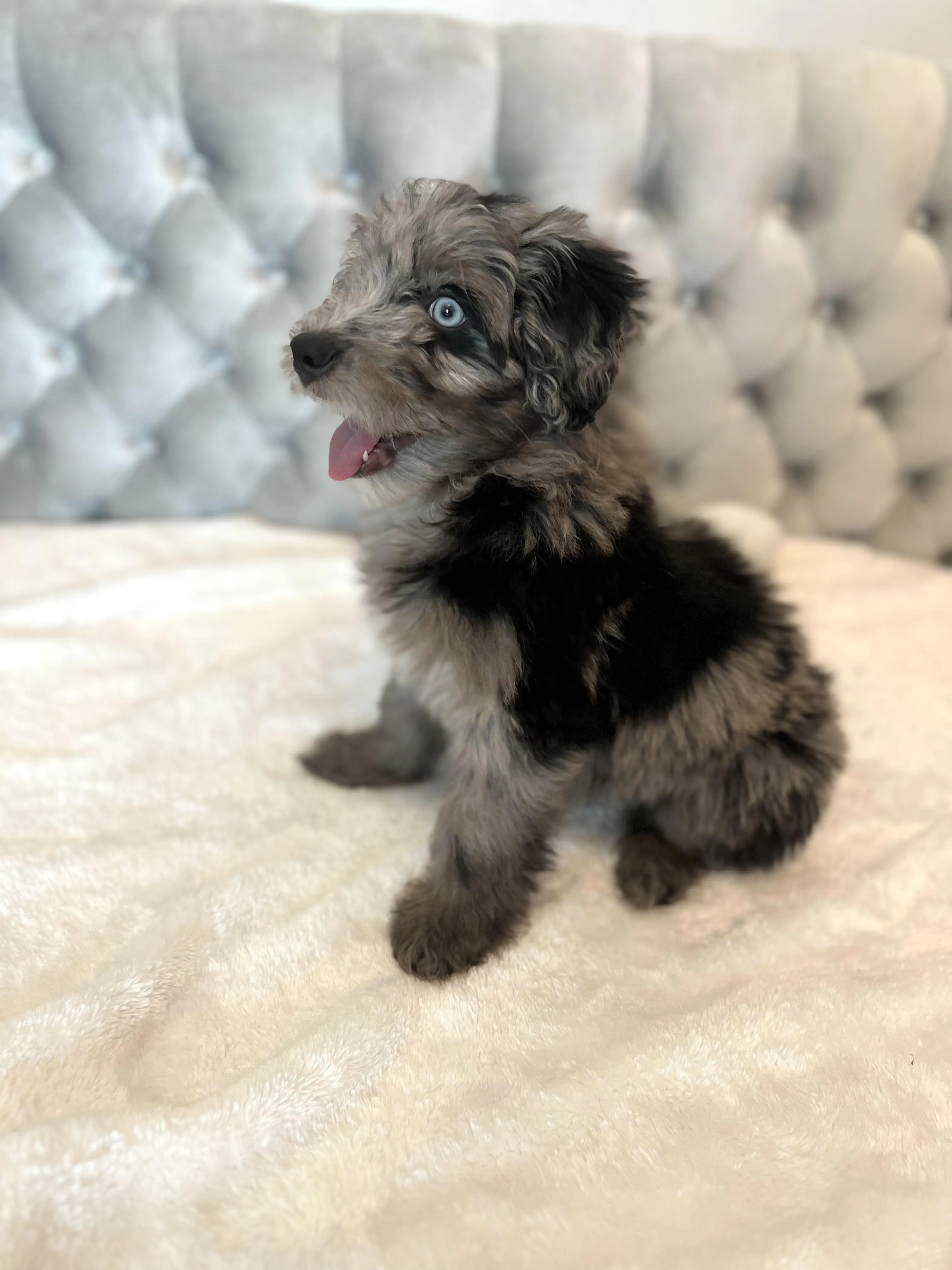 Blue merle aussiedoodle 2025 for sale