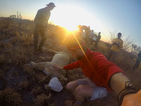Video Conservation Diaries - Namibia
