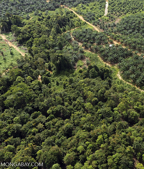 Palm oil plantations Mongabay