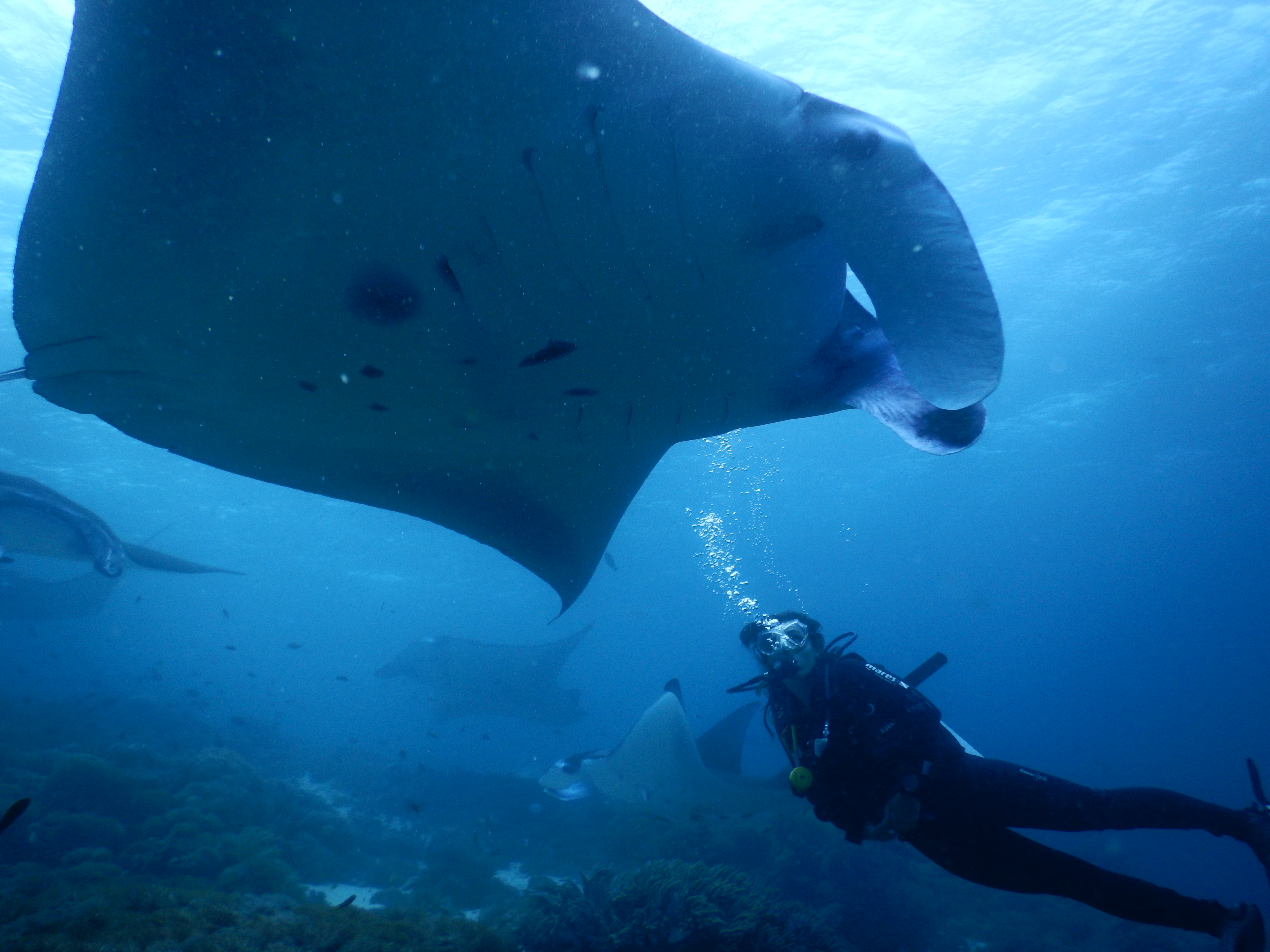 Manta Banter & Shark Diaries
