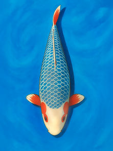 Asagi Nishikigoi illustration