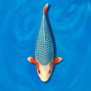 Asagi Nishikigoi illustration