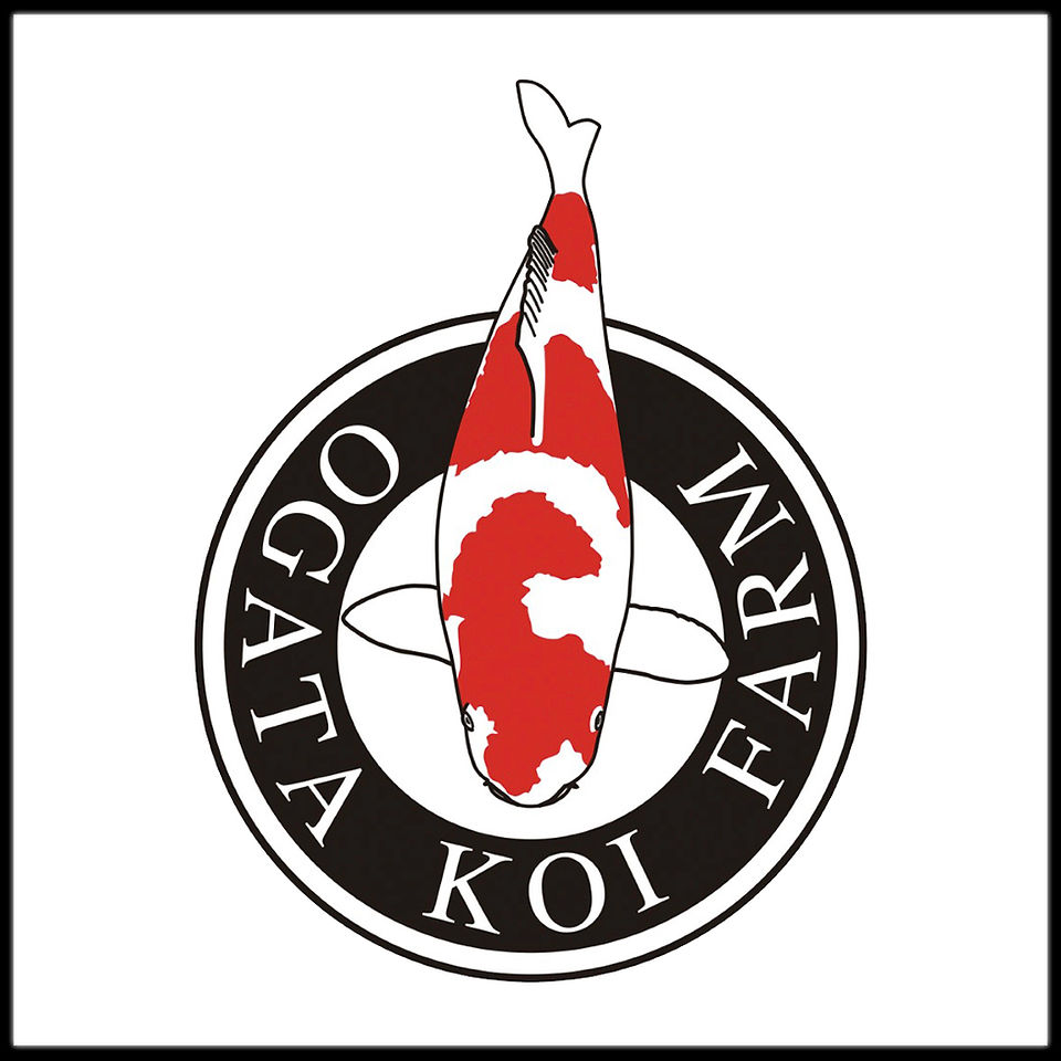 Ogata Koi Farm Web Link