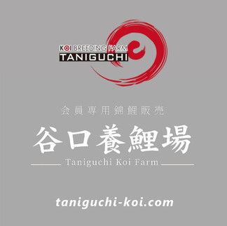 Taniguchi Koi Farm Website Link
