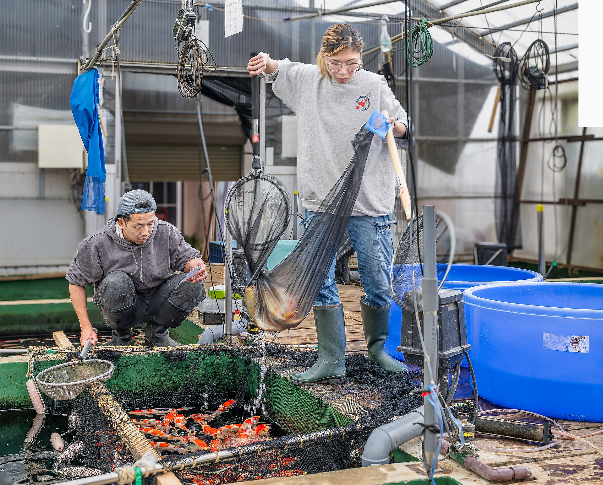 Marudo Koi Farm