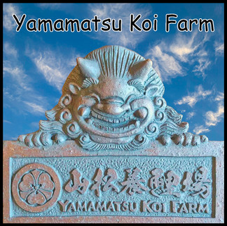 Yamamatsu Koi Farm Facebook link