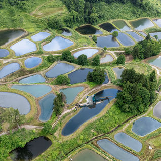 Yamakoshi Mushigame is Koi Genesis