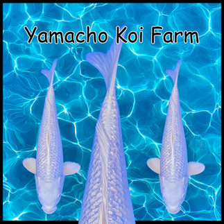 Yamacho Koi Farm Weblink