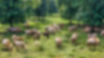 White Buffalo at the Herb Fritch Farm in Tennessee