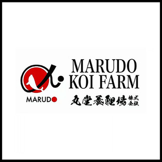 Marudo Koi Farm Instagram Link