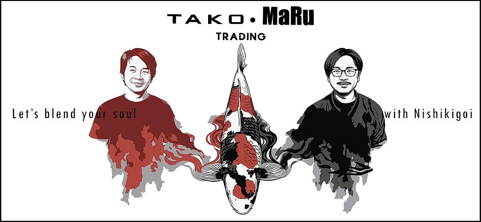 TAKO Maru Trading Company, Koi Broker, Yamakoshi Mushigame, Japan.