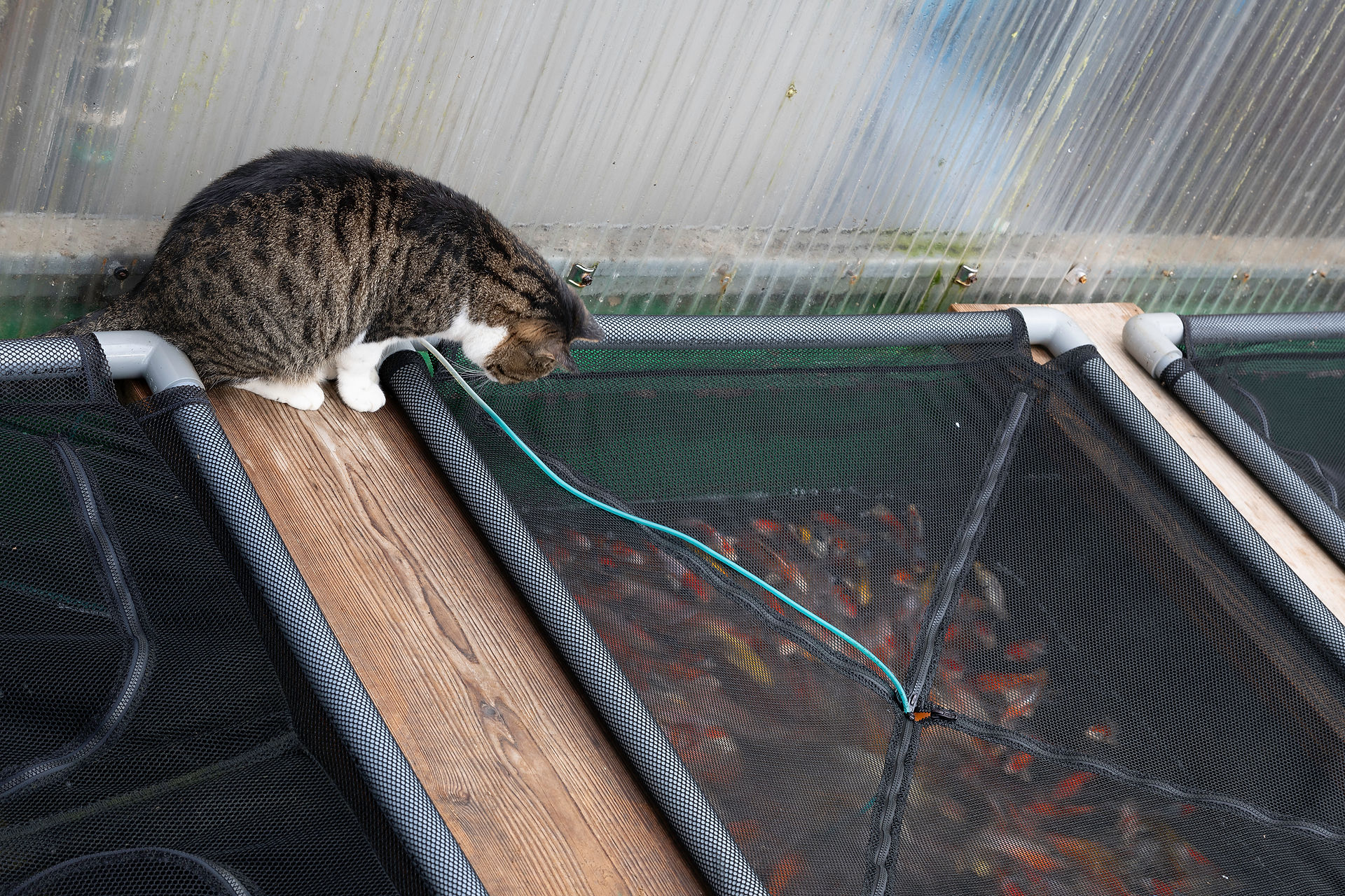 Cat eyeing koi in pond
