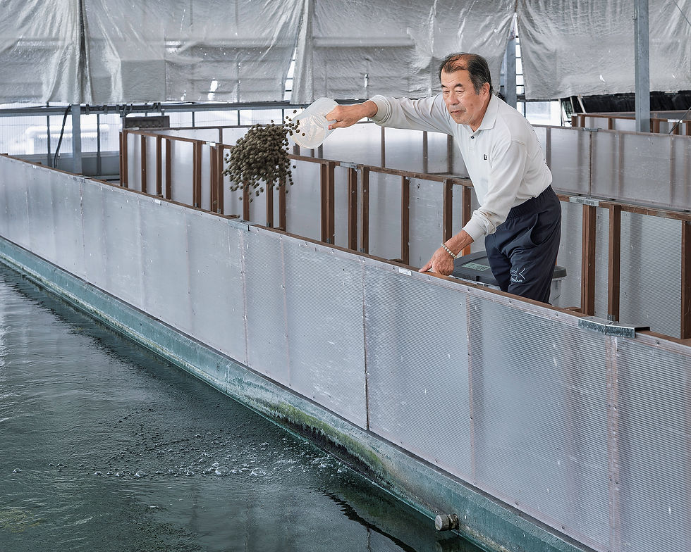 Manabu Ogata feeding koi at Ogata Koi Farm