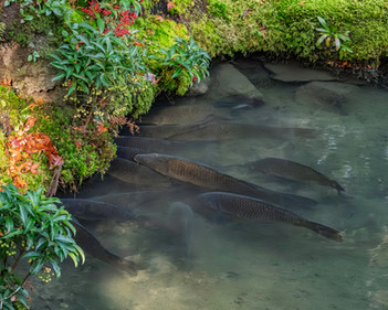 Carp in Golden Pond stroll garden at Saihoji Temple, Kyoto Japan