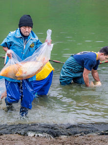 Koi mud pond harvest involves carrying bagged koi to a truck with water tank to transport them back to the farm
