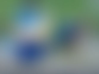 Koi mud pond harvest involves carrying bagged koi to a truck with water tank to transport them back to the farm