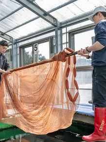 Netting Koi Fish in indoor pond at Marushin Koi Farm
