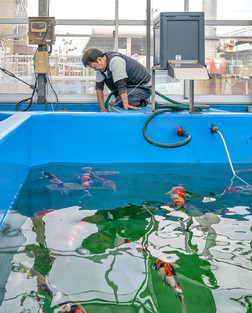 Entrance art at front door to Narita Koi Farm