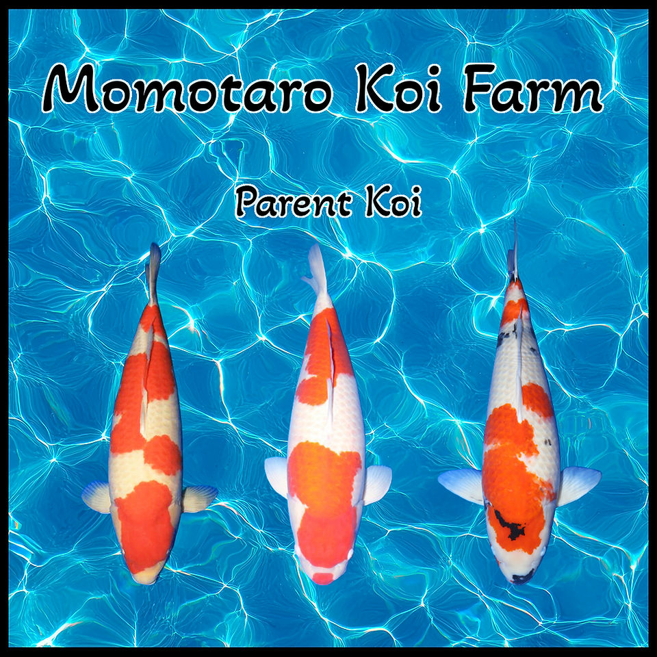 Momotaro koi farm web link