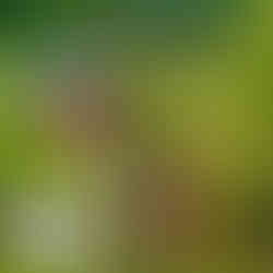 Daigo-Ji Temple weblink