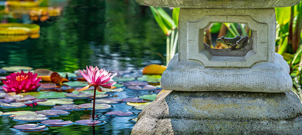 Lotus in water garden with frog sitting in a Japanese Lantern