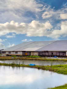 Marusei Koi Farm, family-owned and operated, maintains rice fields, vegetable gardens, and more