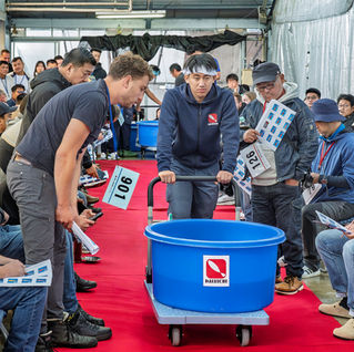 Koi are walked thru the bidders to get one last look before bidding at the Dainichi Harvest Auction