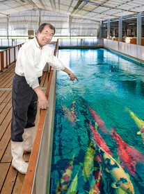 Koi Care is important at Ogata Koi Farm